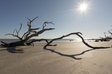 Jekill Island , ga dead tree on the beach