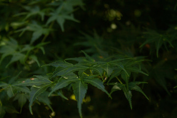 green leaves of tree