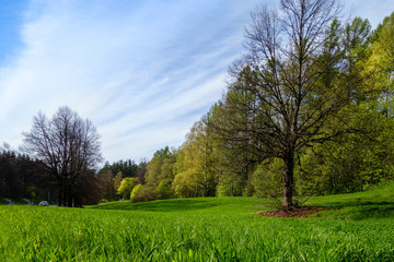 Green landscape in Repino
