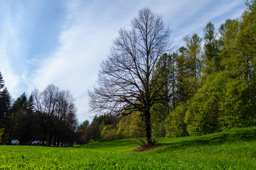 Fototapeta na wymiar Green landscape in Repino