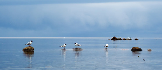 Seagulls are sitting on stones in the middle of the water