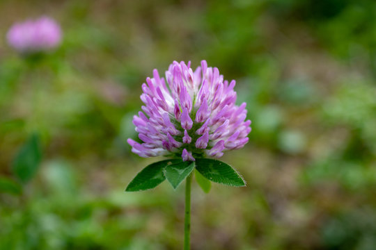 red clover (Trifolium pratense) isolated with green blurred background, close up and selective focus
