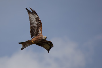 Red Kite