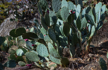 Prickly pair on Opuntia cactus
