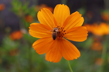 Bee