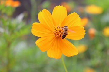 Bee on a flower