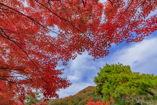 180 Best Yabakei Images Stock Photos Vectors Adobe Stock 180 Best Yabakei Images Stock Photos Vectors Adobe Stock