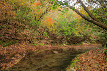 Obraz premium 秋の岳切渓谷 大分県宇佐市 Takkiri Canyon autumn Ooita Usa city