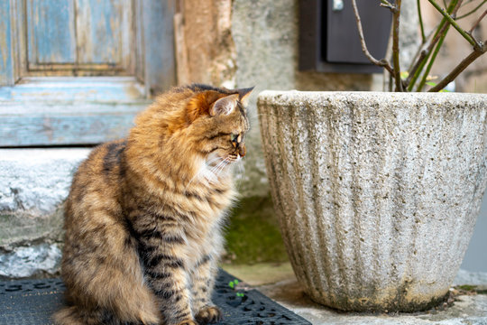 A beautiful long haired tabby cat with watches from outside a weathered blue door in the medieval village of Gourdon, France.