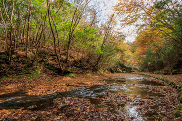 秋の岳切渓谷　大分県宇佐市　Takkiri Canyon　autumn　Ooita Usa city