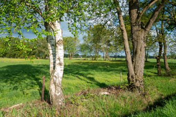 Naklejka premium Birch tree and oak tree in The Netherlands