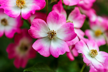 Beautiful close up of dog rose flower (Rosa canina), selective focus 
