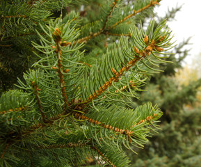 Naklejka na ściany i meble the branch of the pine tree selective