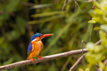 Malacite Kingfisher in Uganda