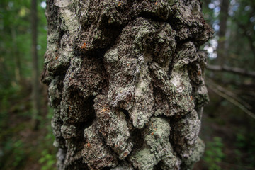 A close up of a tree bark with deep furrows and a block pattern