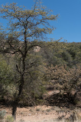 Vertical Grant county back country road in New Mexico.