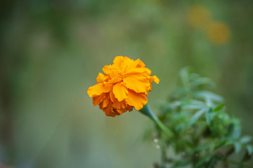 Marigold flower in the garden
