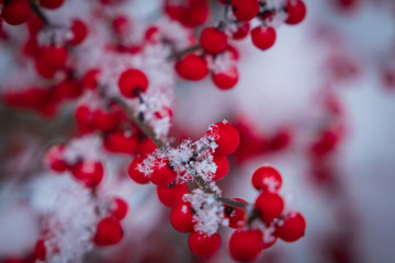 Fototapeta na wymiar Japanese garden in a frosty morning