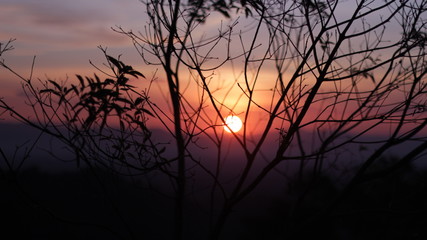 Obraz premium silhouette of a tree at sunset