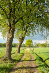 Dirt track leading through the green fields of the IJssel Valley edge with Veluwe with trees in green landscape near Loenen (The Netherlands)