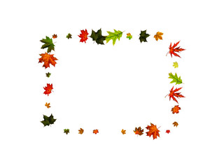 Autumn leaf isolated. Falling October background. Thanksgiving season concept