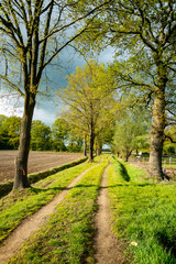 Dirt track leading through the green fields of the IJssel Valley edge with Veluwe with trees in green landscape near Loenen (The Netherlands)