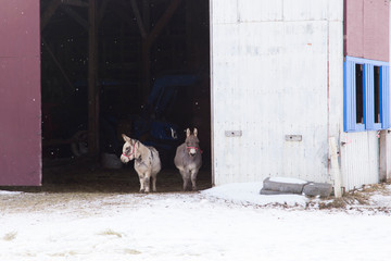 Adorable Pair Miniature Donkeys Seen