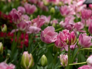 Fototapeta premium Blooming tulips