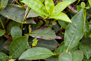 Diseased tea leaves in Vietnam