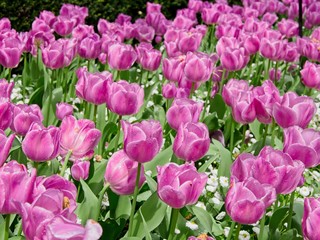 Obraz premium Blooming tulips
