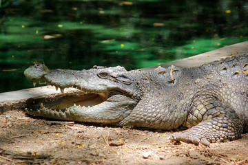 Fototapeta premium crocodile in the zoo