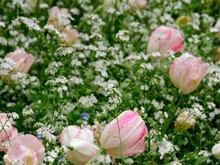 Blooming tulips