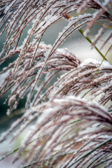 Grass covered with early first snow