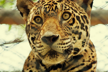 Jaguar (Panthera onca) head