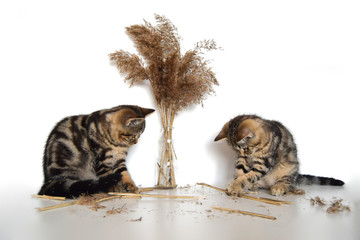 Isolated on white background two purebred scottish straight classic marble tabby kittens play with dry bulrush in the vase.
