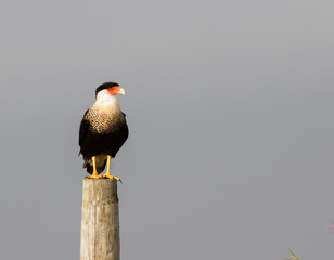Northern crested caracara (Caracara cheriway) perched on the stomp