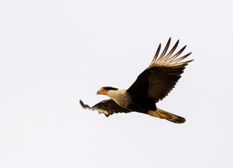 Northern crested caracara (Caracara cheriway) flying in the sky