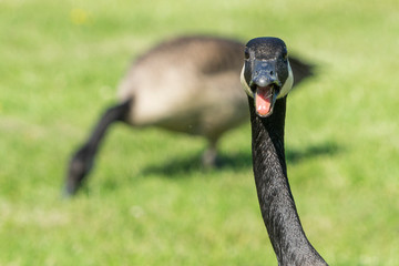 Obraz premium Close up of a goose squawking