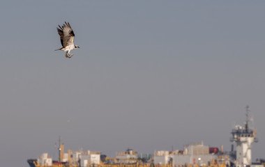 Ospray (Pandion haliatus) Flying in Blue Sky over ocean