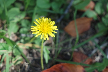 Closeup view of lovely yellow flower against a green leaves background