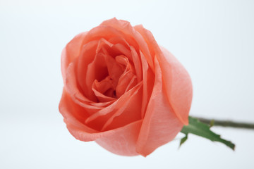 close up of blurry pink rose on white