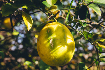 lemon on a tree