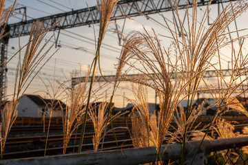Fototapeta premium 線路沿いに繁る夕暮れ時のススキ