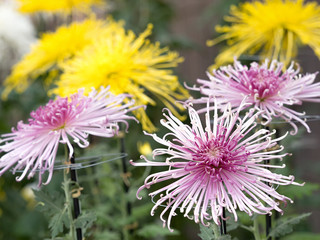 Obraz premium 菊の花