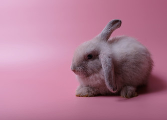 The gray rabbit and long ears sit back to the back on a pink background.