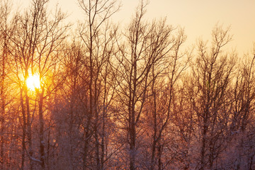 Sunset through the trees in winter