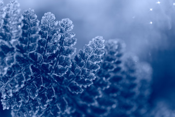 Macro shot with shallow depth of filed of fern leaf in blue color. Closeup plant photo in azur shade.