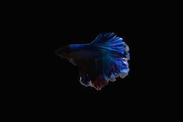 Thai betta fish on red and white body on a black background