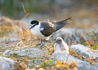 Bridled tern and chick on ground among dry grass and rock on Lady Elliot Island, Queensland .