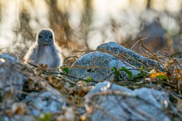 Bridled tern chick on ground among dry grass and rock on Lady Elliot Island, Queensland .